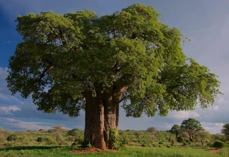 Baobab