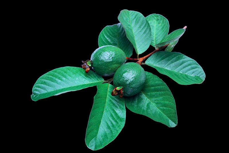 Moringa