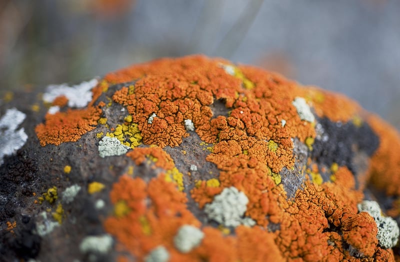 Spirulina